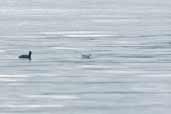 Wilson's Phalarope, Lago Villarica, Chile, November 2005 - click for larger image