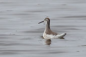 Wilson's Phalarope, San Jose, Lambayeque, Peru, October 2018 - click for larger image