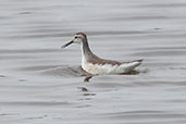 Wilson's Phalarope, San Jose, Lambayeque, Peru, October 2018 - click for larger image