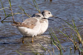 Wilson's Phalarope, Lagoa do Peixe, Rio Grande do Sul, Brazil, October 2022 - click for larger image