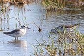 Wilson's Phalarope, Lagoa do Peixe, Rio Grande do Sul, Brazil, October 2022 - click for larger image