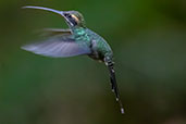 White-whiskered Hermit, Setimo Paraiso, Pichincha, Ecuador, November 2019 - click for larger image