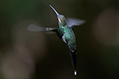 White-whiskered Hermit, Setimo Paraiso, Pichincha, Ecuador, November 2019 - click for larger image