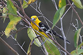 Golden Grosbeak, Jaen, Cajamarca, Peru, October 2018 - click for larger image