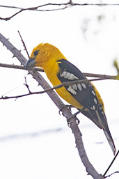 Golden Grosbeak, Jaen, Cajamarca, Peru, October 2018 - click for larger image