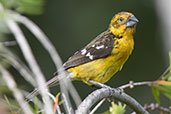 Golden Grosbeak, Quito, Ecuador, November 2019 - click for larger image