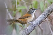 Moustached Wren, Porto Seguro, Bahia, Brazil, October 2008 - click for larger image