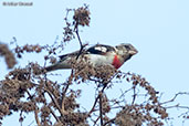 Rose-breasted Grosbeak, Antigua, Guatemala, March 2015 - click for larger image