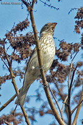 Rose-breasted Grosbeak, Antigua, Guatemala, March 2015 - click for larger image