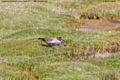 Diademed Sandpiper-Plover, Lauca N.P., Chile, February 2007 - click for larger image