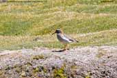 Diademed Sandpiper-Plover, Lauca N.P., Chile, February 2007 - click for larger image