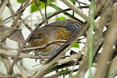 Rufous-breasted Wren, Minca, Magdalena, Colombia, April 2012 - click for larger image