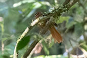 Black-capped Foliage-gleaner, Intervales, Sao Paulo, Brazil, October 2022 - click for larger image