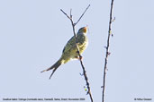 Swallow-tailed Cotinga, Camacã, Bahia, Brazil, November 2008 - click for larger image