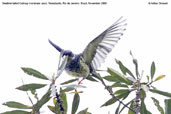 Swallow-tailed Cotinga, Teresópolis, Rio de Janeiro, Brazil, November 2008 - click for larger image