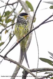 Swallow-tailed Cotinga, Teresópolis, Rio de Janeiro, Brazil, November 2008 - click for larger image