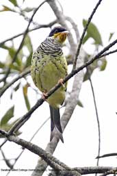 Swallow-tailed Cotinga, Teresópolis, Rio de Janeiro, Brazil, November 2008 - click for larger image