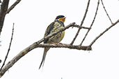 Swallow-tailed Cotinga, Monte Verde, Espirito Santo, Brazil, October 2022 - click for larger image