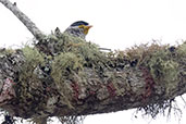 Swallow-tailed Cotinga, Monte Verde, Espirito Santo, Brazil, October 2022 - click for larger image