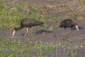 Bare-faced Ibis, Barra do Quaraí, Rio Grande do Sul, Brazil, August 2004 - click for larger image