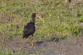 Bare-faced Ibis, Barra do Quaraí, Rio Grande do Sul, Brazil, August 2004 - click for larger image