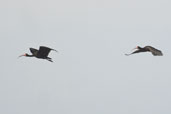 Bare-faced Ibis, Barra do Quaraí, Rio Grande do Sul, Brazil, August 2004 - click for larger image