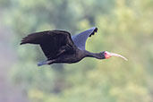 Bare-faced Ibis, Serra da Canastra, Minas Gerais, Brazil, October 2022 - click for larger image