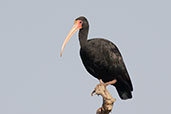 Bare-faced Ibis, Piracicaba, Sao Paulo, Brazil, October 2022 - click for larger image