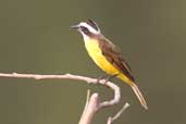 Lesser Kiskadee, Carajás, Pará, Brazil, October 2005 - click for larger image