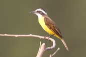 Lesser Kiskadee, Carajás, Pará, Brazil, October 2005 - click for larger image