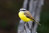 Lesser Kiskadee, Pantanal, Mato Grosso, Brazil, December 2006 - click for larger image