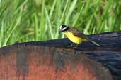 Lesser Kiskadee, Cristalino, Mato Grosso, Brazil, April 2003 - click for larger image