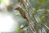 Buff-fronted Foliage-gleaner, Camacã, Bahia, Brazil, November 2008 - click for larger image