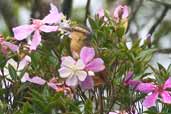 Buff-fronted Foliage-gleaner, Intervales, São Paulo, Brazil, April 2004 - click for larger image