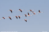 Andean Flamingo, Laguna Chaxa, Chile, January 2007 - click for larger image