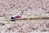 Andean Flamingo, Laguna Chaxa, Chile, January 2007 - click for larger image