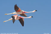 Andean Flamingo, Laguna Chaxa, Chile, January 2007 - click for larger image