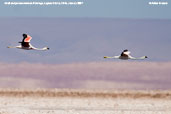 Andean Flamingo, Laguna Chaxa, Chile, January 2007 - click for larger image