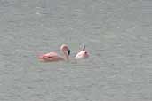 Chilean Flamingo, Torres del Paine, Chile, December 2005 - click for larger image