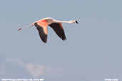Chilean Flamingo, Laguna Chaxa, Chile, January 2007 - click for larger image