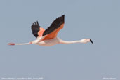 Chilean Flamingo, Laguna Chaxa, Chile, January 2007 - click for larger image