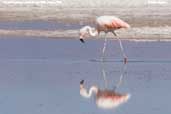 Chilean Flamingo, Laguna Chaxa, Chile, January 2007 - click for larger image