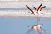 Chilean Flamingo, Laguna Chaxa, Chile, January 2007 - click for larger image