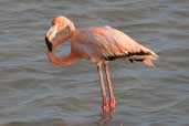 Greater Flamingo, Cayo Coco, Cuba, February 2005 - click on image for a larger view