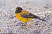 Black-hooded Sierra-finch, Putre, Chile, February 2007 - click for larger image