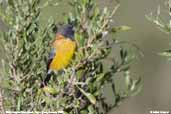 Black-hooded Sierra-finch, Putre, Chile, February 2007 - click for larger image