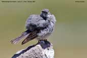 White-throated Sierra-finch, Lauca N. P., Chile, February 2007 - click for larger image