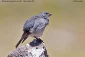 White-throated Sierra-finch, Lauca N. P., Chile, February 2007 - click for larger image