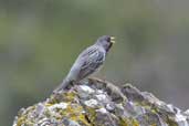 Male Mourning Sierra-finch, Torres del Paine, Chile, December 2005 - click for larger image