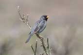 Male Mourning Sierra-finch, Torres del Paine, Chile, December 2005 - click for larger image